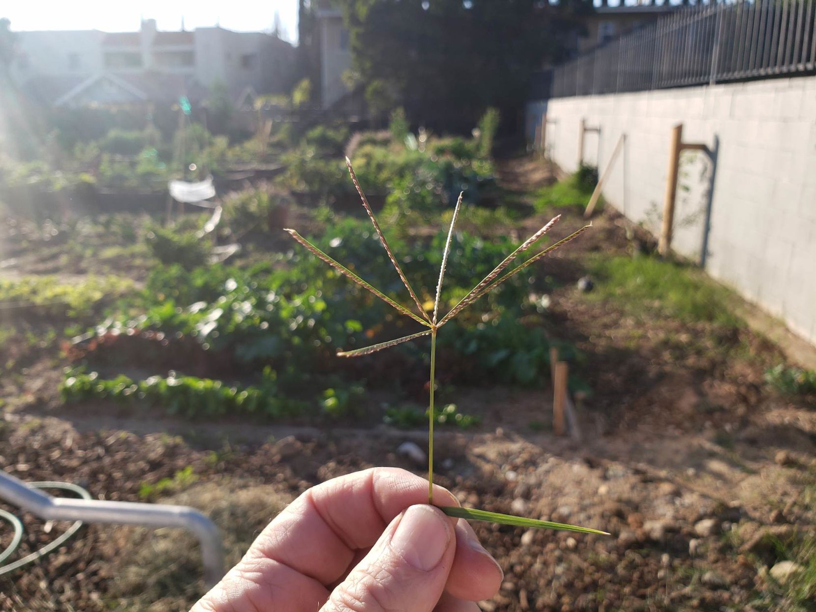 Crabgrass inflorescence